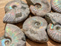XL Blue Opalized Ammonite Fossils