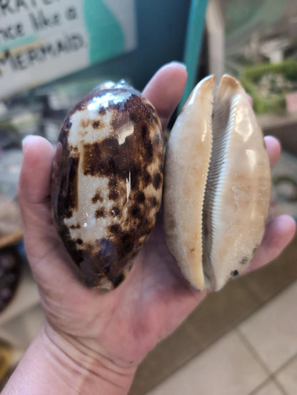 Tortoise Cowrie Shell CYPRAEA TESTUDINARIA