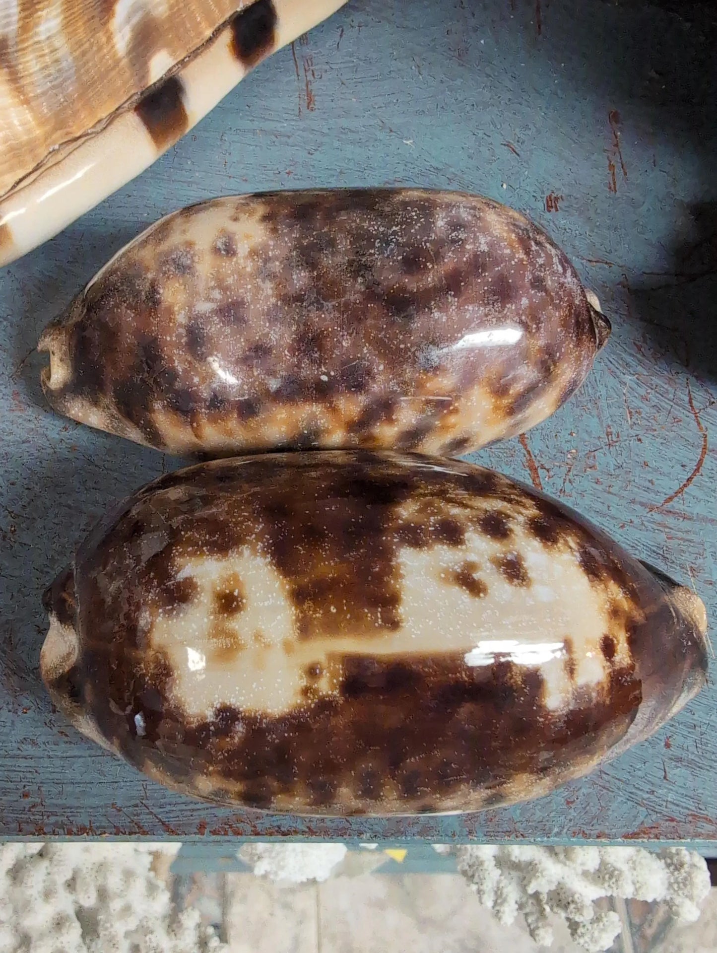 Tortoise Cowrie Shell CYPRAEA TESTUDINARIA