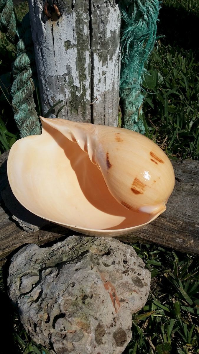 Indian Melo Melon Volute Shell VOLUTA MELO