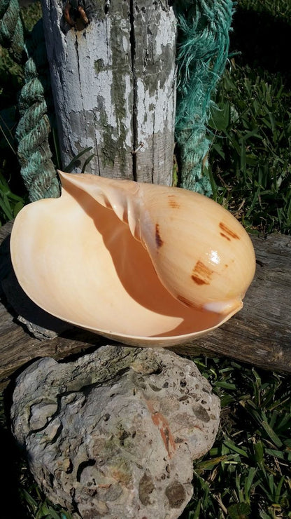 Indian Melo Melon Volute Shell VOLUTA MELO