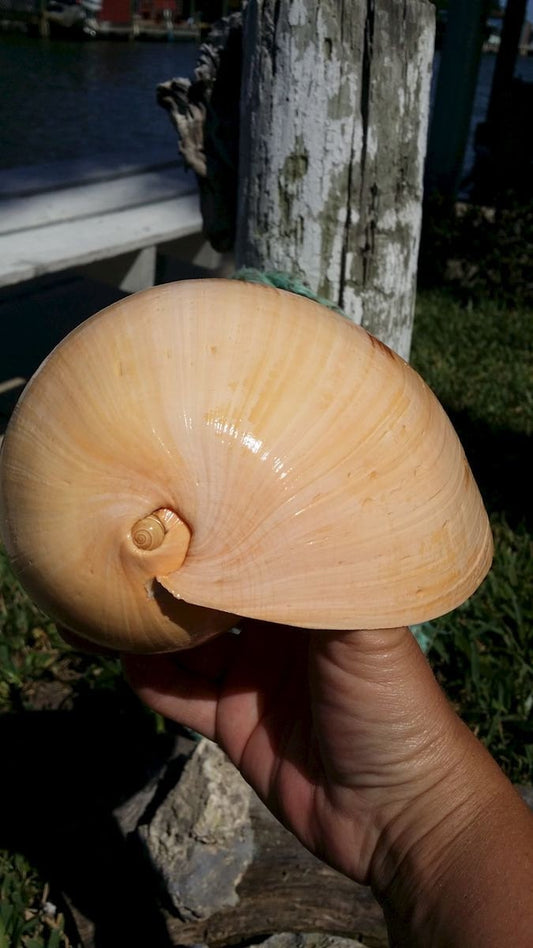 Indian Melo Melon Volute Shell VOLUTA MELO