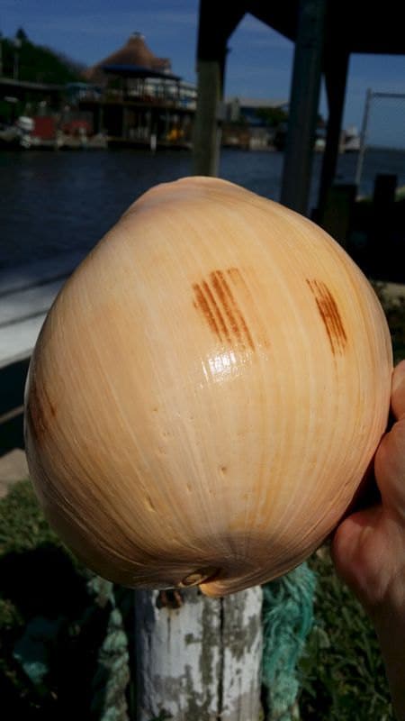 Indian Melo Melon Volute Shell VOLUTA MELO