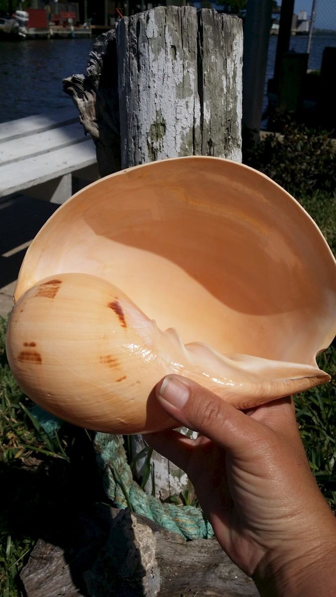 Indian Melo Melon Volute Shell VOLUTA MELO