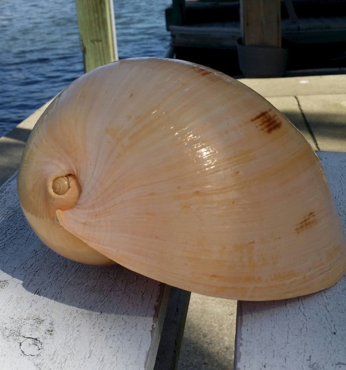 Indian Melo Melon Volute Shell VOLUTA MELO