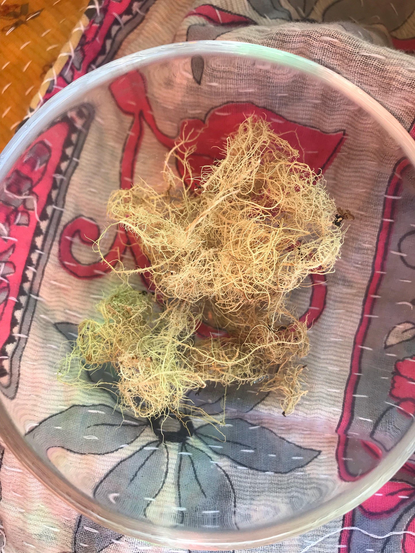 Usnea (Usnea barbata) - Witching Herbs