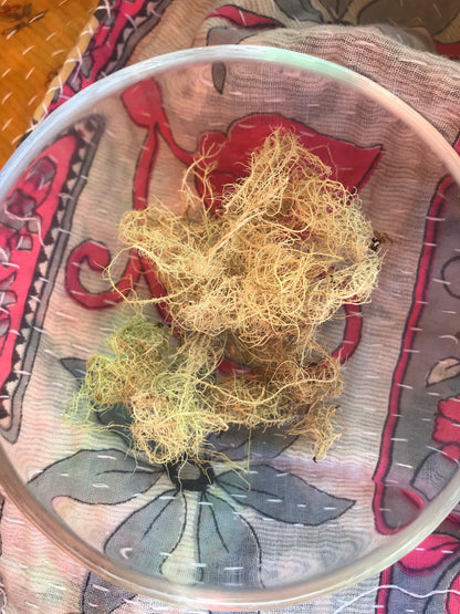 Usnea (Usnea barbata) - Witching Herbs