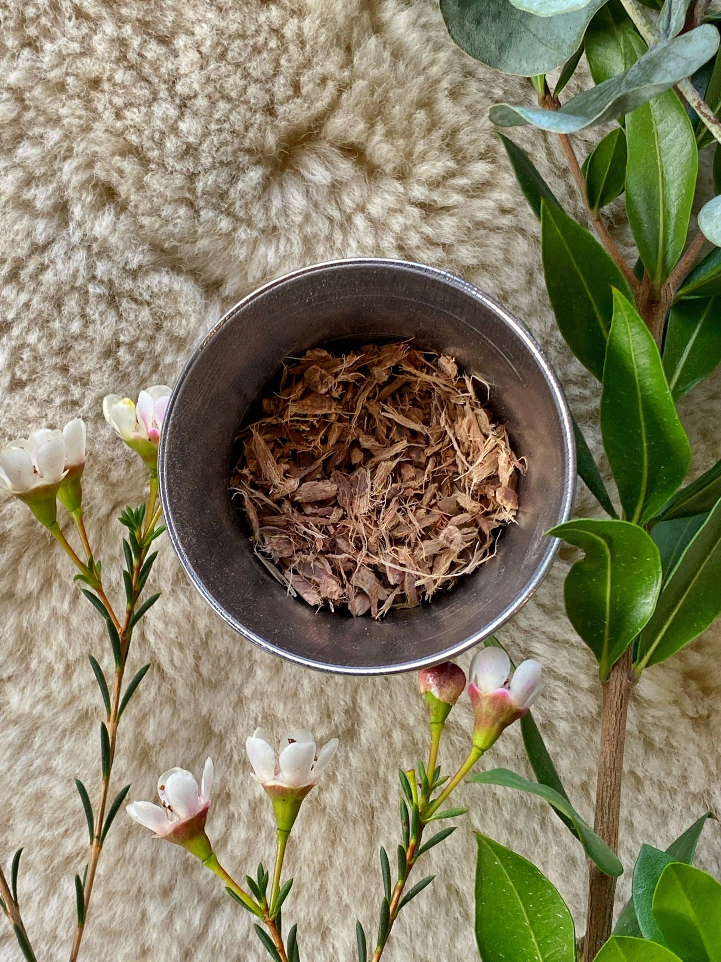 Bayberry Bark (Myrica cerifera) - Witching Roots
