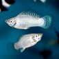 Silver Mollies