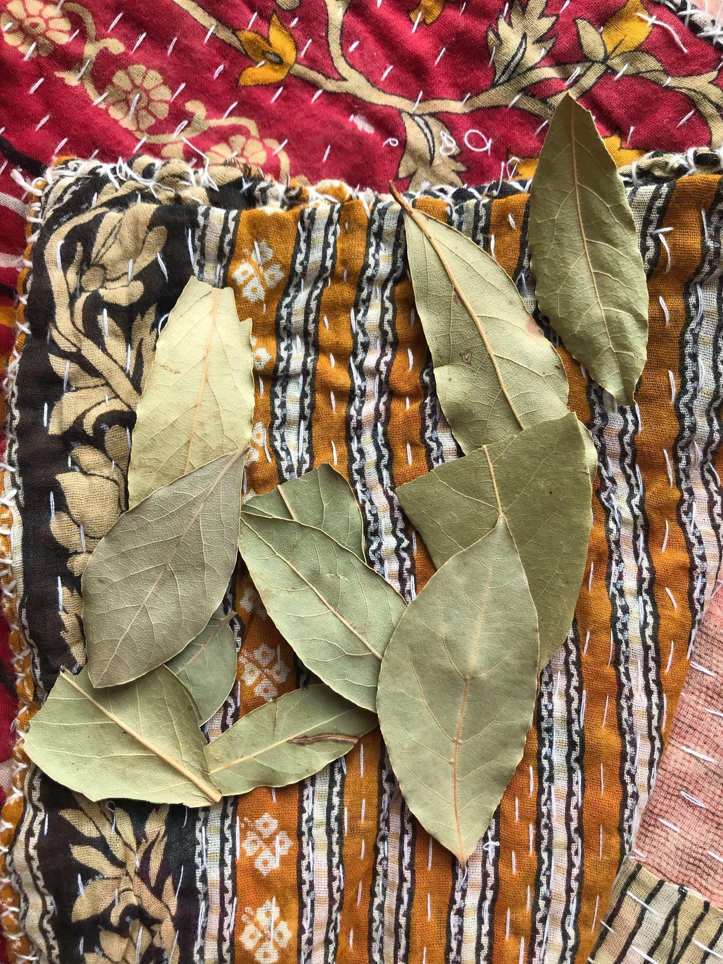 Bay Laurel (Laurus nobilis) - Witching Herbs