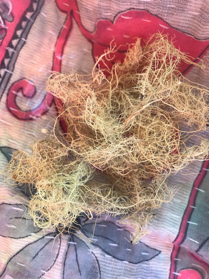 Usnea (Usnea barbata) - Witching Herbs