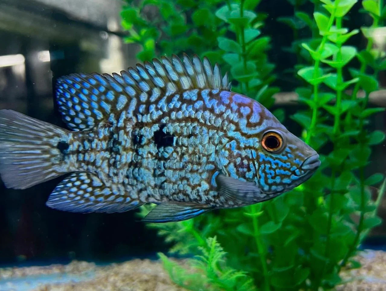 Blue and green fish swimming in an aquarium with plants