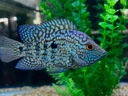 Blue and green fish swimming in an aquarium with plants
