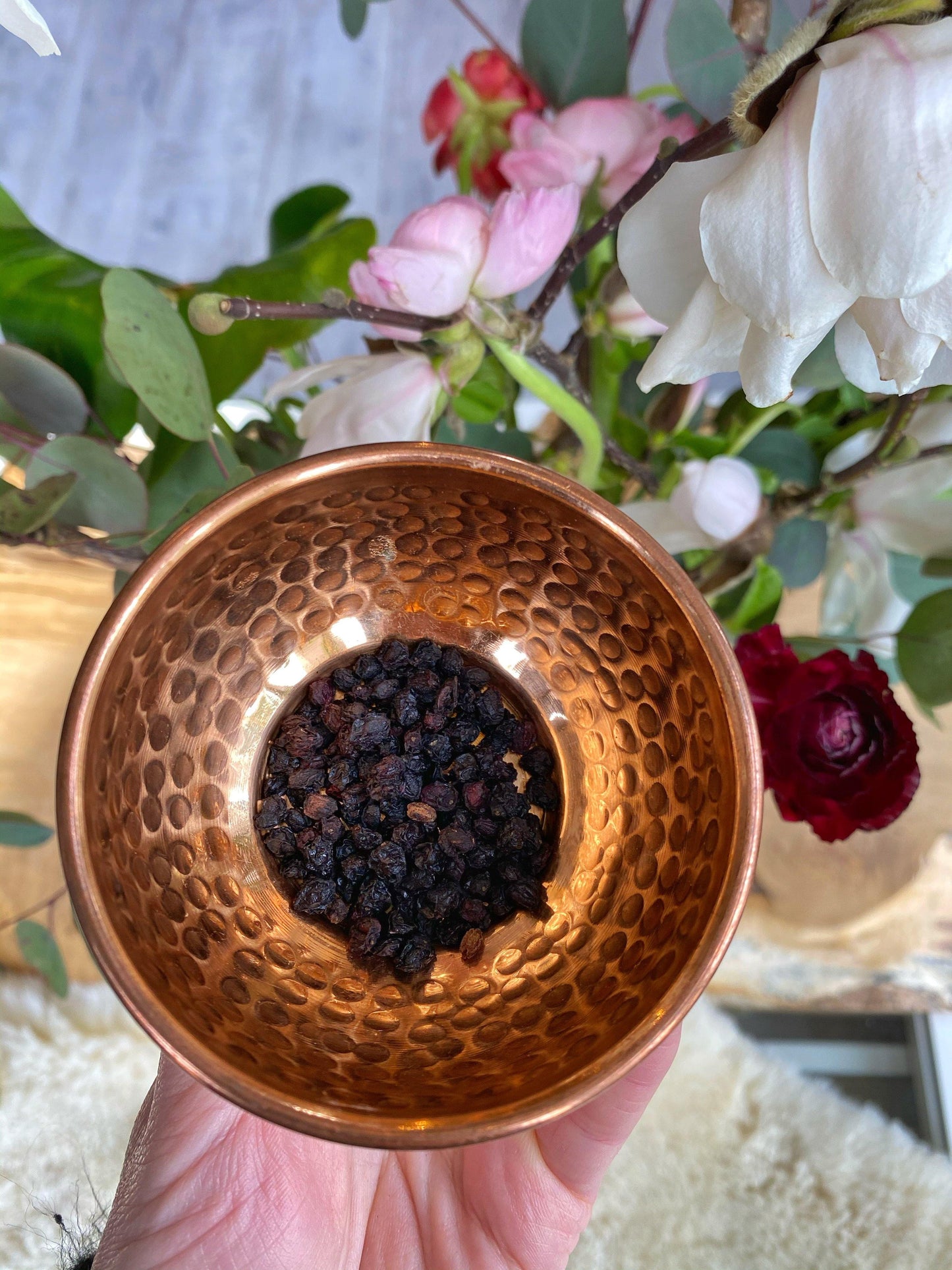 Black Elderberry (Sambucus nigra) - Witching Herbs