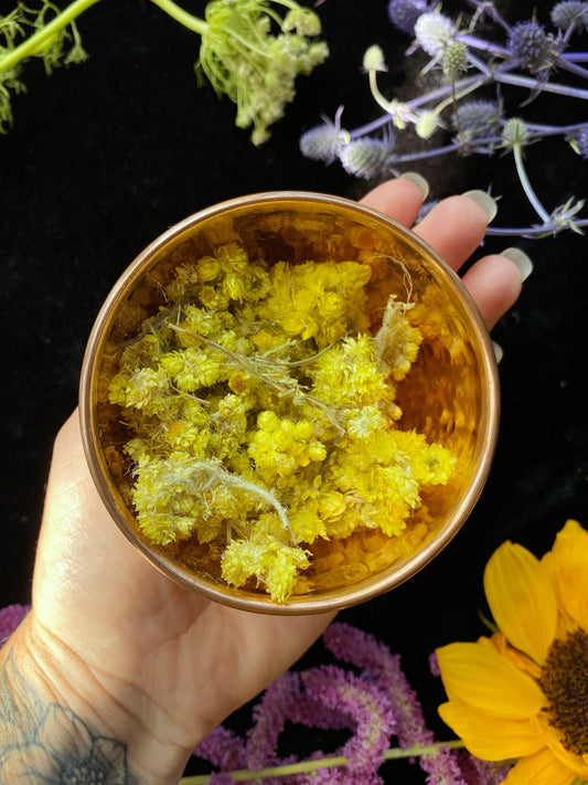 Helichrysum Flowers (Helichrysum arenarium) - Witching Flowers