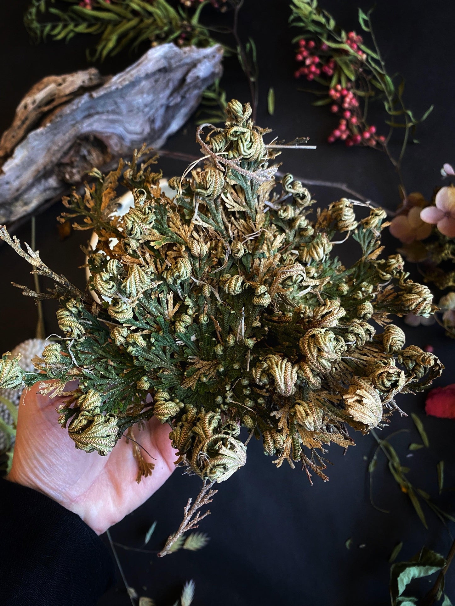Jericho Flower / Resurrection Plant - Ritual Blessing