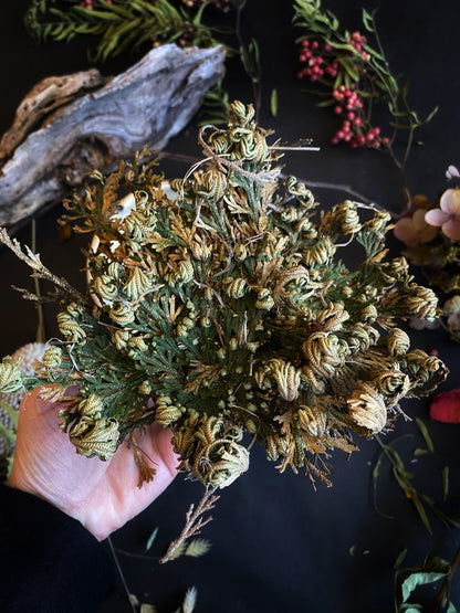Jericho Flower / Resurrection Plant - Ritual Blessing
