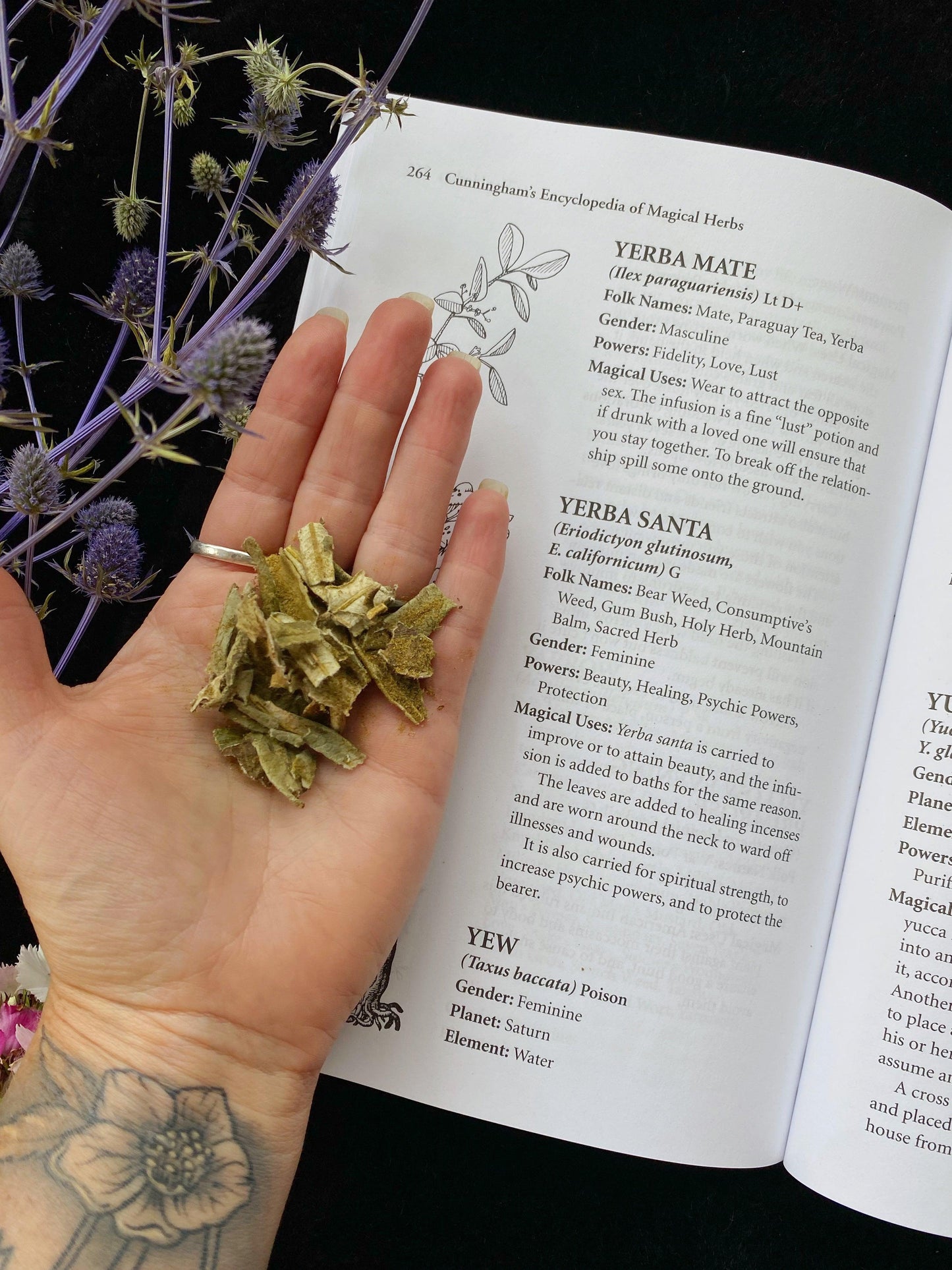 Yerba Santa (Eriodictyon californicum) - Witching Herbs