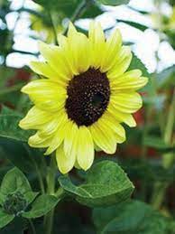 Lemon Yellow Sunflower Seeds – Soft Pastel Blooms for Gardens & Bouquets