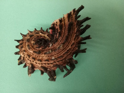 Imperial Delphinula Angaria Melanacantha Shell