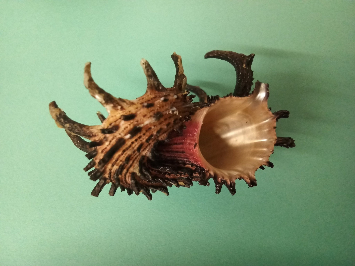 Imperial Delphinula Angaria Melanacantha Shell