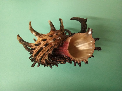 Imperial Delphinula Angaria Melanacantha Shell