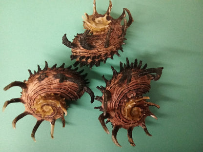 Imperial Delphinula Angaria Melanacantha Shell