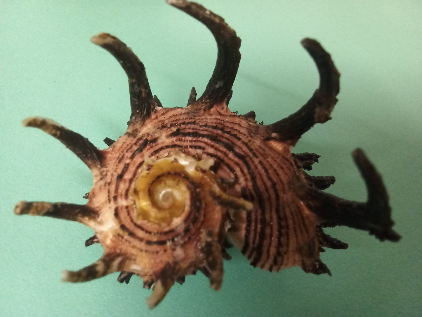 Imperial Delphinula Angaria Melanacantha Shell