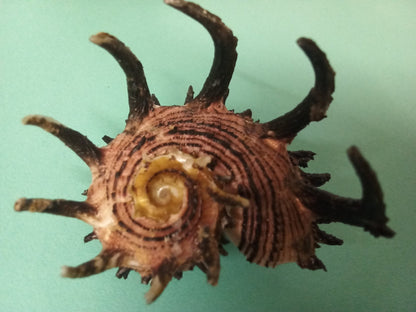Imperial Delphinula Angaria Melanacantha Shell