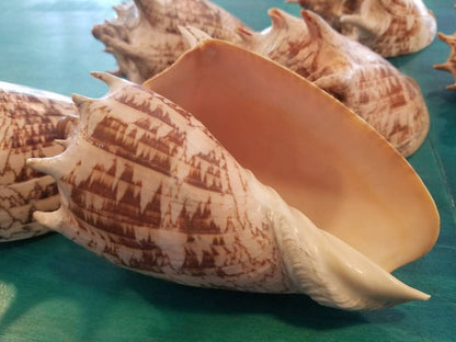 Imperial Volute Conch Shell Cymbiola imperialis