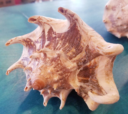 Imperial Volute Conch Shell Cymbiola imperialis