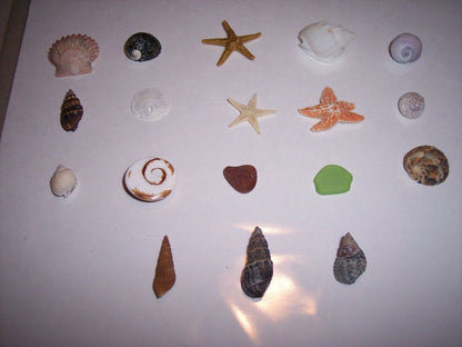 Inch and Under Small Seashells & Ocean Treasures Lot of 20