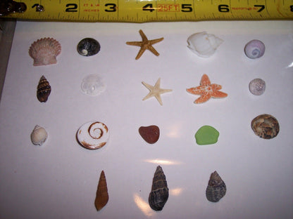 Inch and Under Small Seashells & Ocean Treasures Lot of 20