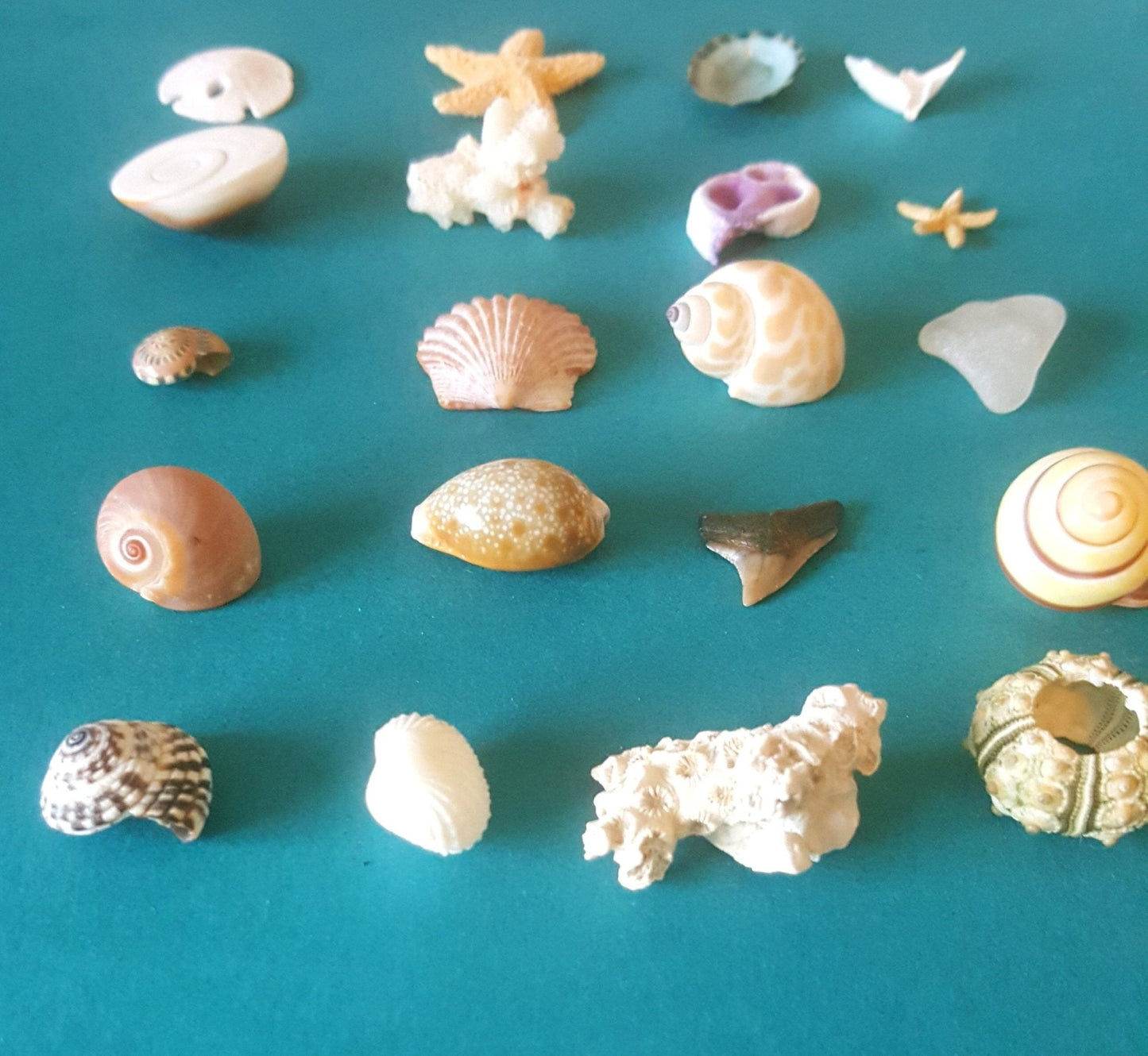 Inch and Under Small Seashells & Ocean Treasures Lot of 20