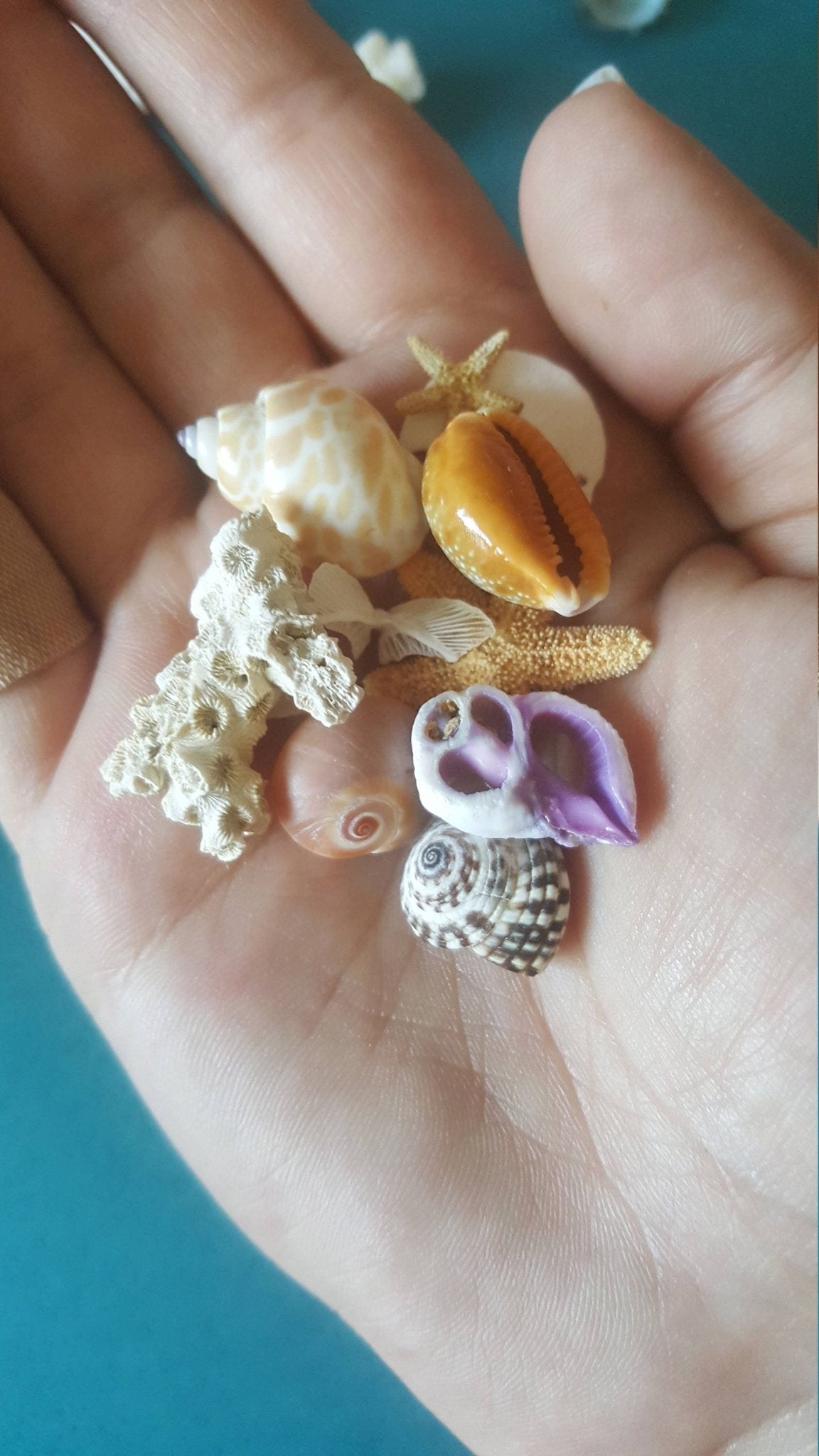 Inch and Under Small Seashells & Ocean Treasures Lot of 20