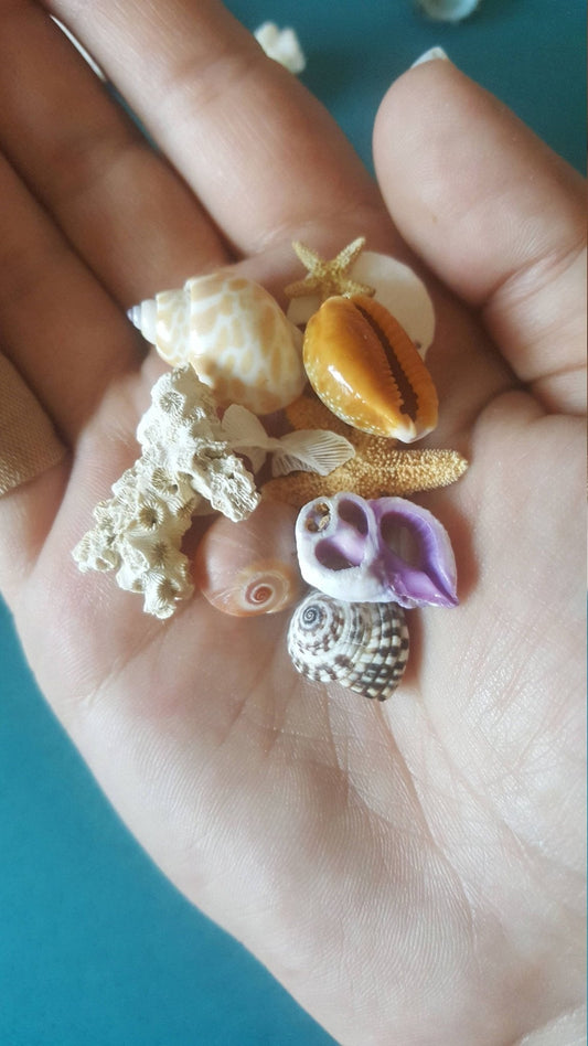 Inch and Under Small Seashells & Ocean Treasures Lot of 20