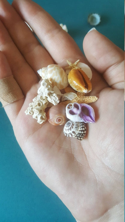 Inch and Under Small Seashells & Ocean Treasures Lot of 20