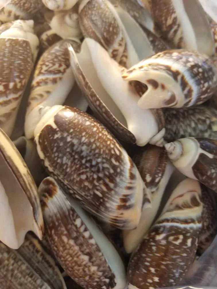 Indian Pacific Small Olive Gibbosa (Agaronia gibbosa)