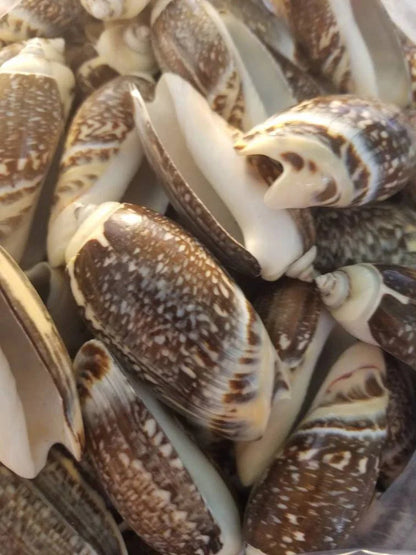 Indian Pacific Small Olive Gibbosa (Agaronia gibbosa)