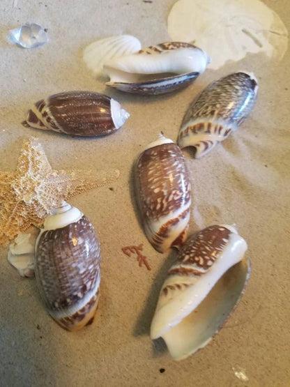 Indian Pacific Small Olive Gibbosa (Agaronia gibbosa)