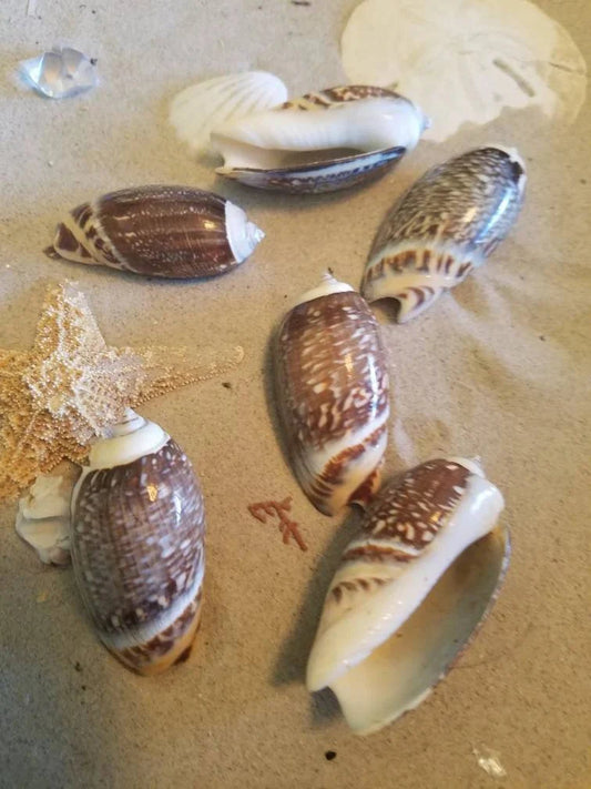 Indian Pacific Small Olive Gibbosa (Agaronia gibbosa)