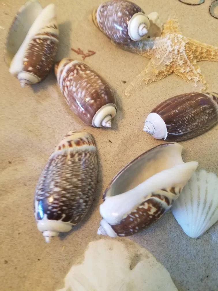 Indian Pacific Small Olive Gibbosa (Agaronia gibbosa)