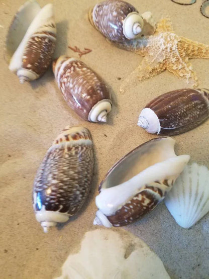 Indian Pacific Small Olive Gibbosa (Agaronia gibbosa)