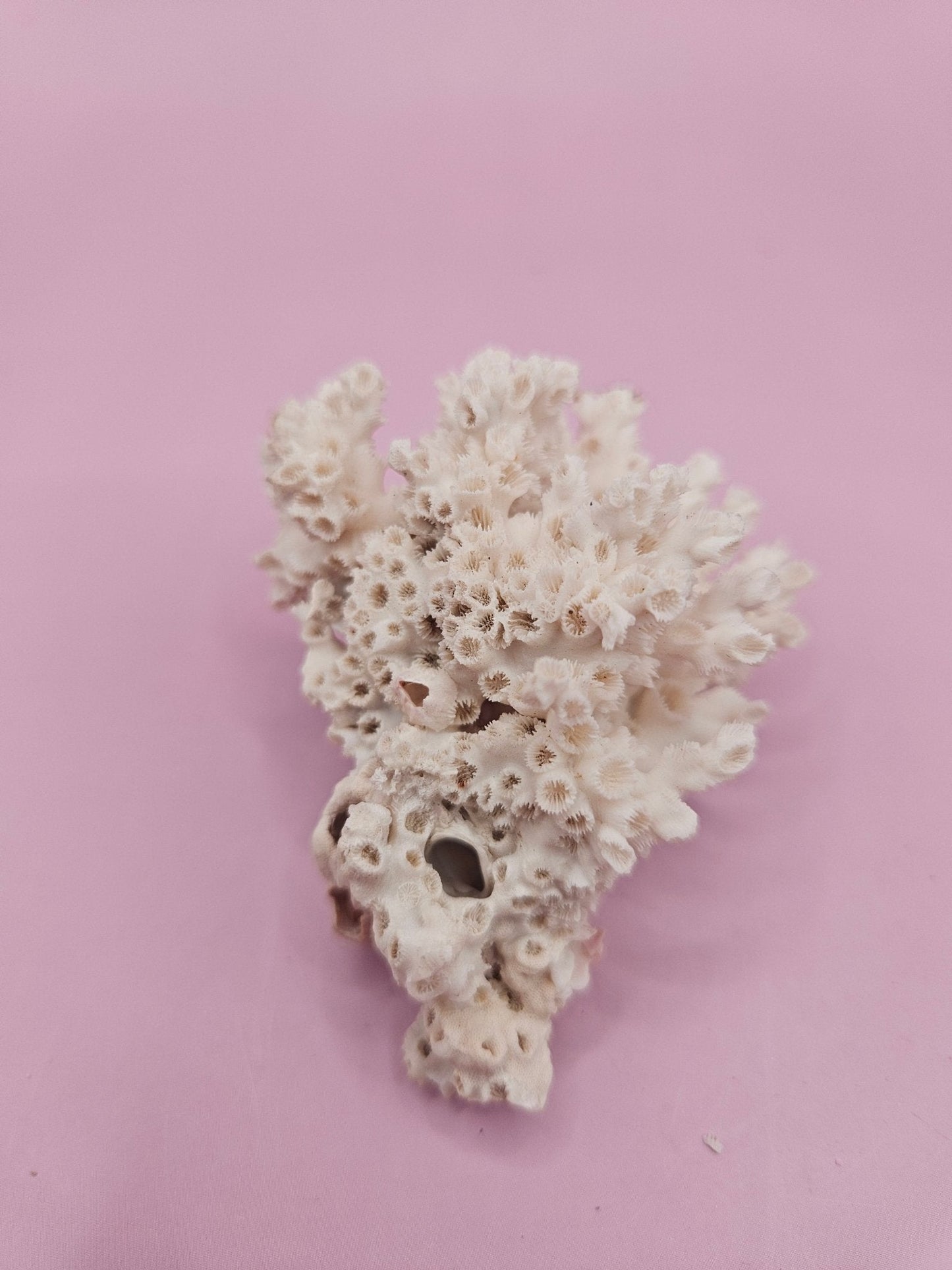 Ivory Bush Coral  – Oculina Varicosa (2.5")