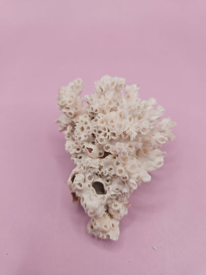 Ivory Bush Coral  – Oculina Varicosa (2.5")