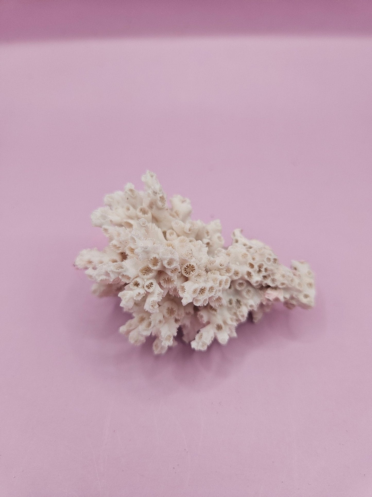 Ivory Bush Coral  – Oculina Varicosa (2.5")