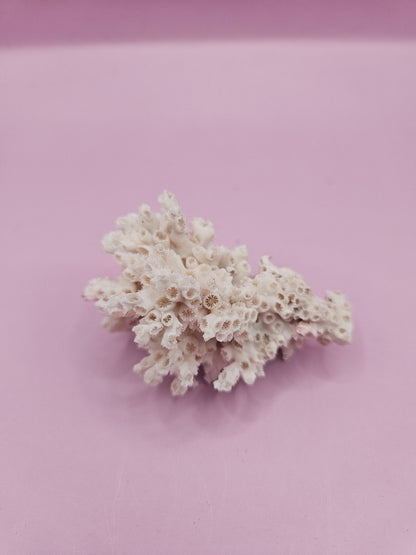 Ivory Bush Coral  – Oculina Varicosa (2.5")