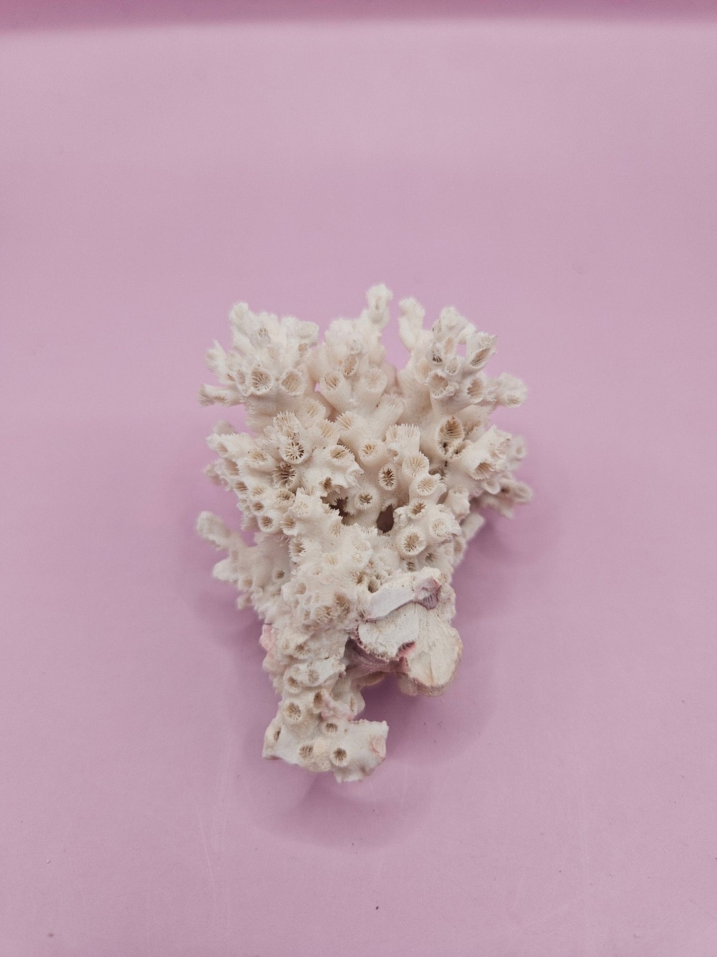 Ivory Bush Coral  – Oculina Varicosa (2.5")