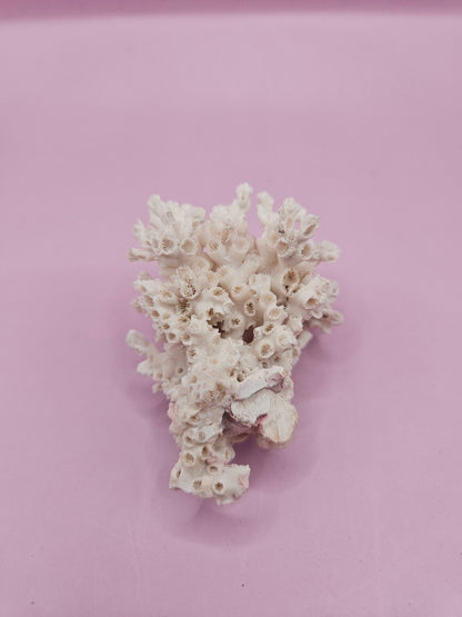 Ivory Bush Coral  – Oculina Varicosa (2.5")