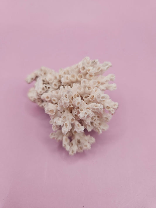 Ivory Bush Coral  – Oculina Varicosa (2.5")